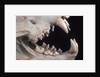 Teeth and Skull of Lion by Anonymous
