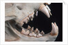 Teeth and Skull of Lion by Anonymous