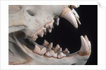 Teeth and Skull of Lion by Anonymous