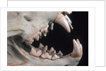 Teeth and Skull of Lion by Anonymous