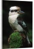 Laughing Kookaburra Perched on Log by Corbis