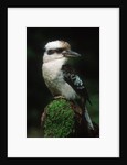 Laughing Kookaburra Perched on Log by Corbis