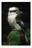 Laughing Kookaburra Perched on Log by Corbis