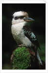 Laughing Kookaburra Perched on Log by Corbis