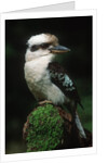 Laughing Kookaburra Perched on Log by Corbis