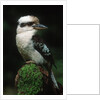 Laughing Kookaburra Perched on Log by Corbis