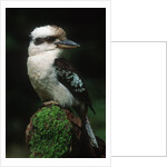 Laughing Kookaburra Perched on Log by Corbis