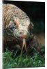 Komodo Dragon in Indonesia by Anonymous