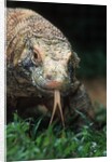 Komodo Dragon in Indonesia by Anonymous