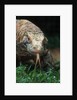 Komodo Dragon in Indonesia by Anonymous