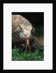 Komodo Dragon in Indonesia by Anonymous