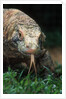 Komodo Dragon in Indonesia by Anonymous