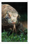 Komodo Dragon in Indonesia by Anonymous