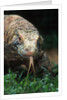 Komodo Dragon in Indonesia by Anonymous