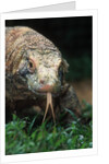 Komodo Dragon in Indonesia by Anonymous