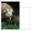 Komodo Dragon in Indonesia by Anonymous