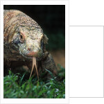 Komodo Dragon in Indonesia by Anonymous