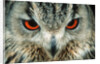 Bengal Eagle-Owl in India by Anonymous