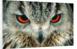 Bengal Eagle-Owl in India by Anonymous