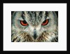 Bengal Eagle-Owl in India by Anonymous