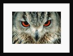 Bengal Eagle-Owl in India by Anonymous