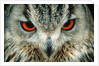 Bengal Eagle-Owl in India by Anonymous