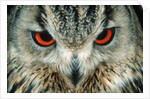 Bengal Eagle-Owl in India by Anonymous