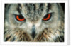 Bengal Eagle-Owl in India by Anonymous