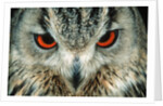 Bengal Eagle-Owl in India by Anonymous