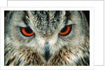 Bengal Eagle-Owl in India by Anonymous