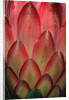 Protea Flower Petals by Anonymous