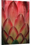 Protea Flower Petals by Anonymous