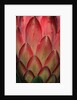 Protea Flower Petals by Anonymous