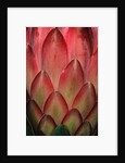 Protea Flower Petals by Anonymous