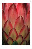 Protea Flower Petals by Anonymous
