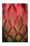 Protea Flower Petals by Anonymous