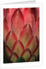 Protea Flower Petals by Anonymous