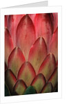 Protea Flower Petals by Anonymous