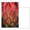 Protea Flower Petals by Anonymous