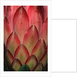Protea Flower Petals by Anonymous