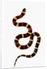 Pueblan Milk Snake by Anonymous