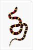 Pueblan Milk Snake by Anonymous