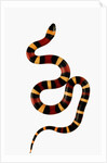 Pueblan Milk Snake by Anonymous