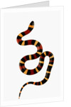 Pueblan Milk Snake by Anonymous