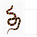 Pueblan Milk Snake by Anonymous