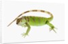 Green Iguana by Anonymous