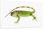 Green Iguana by Anonymous