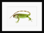 Green Iguana by Anonymous