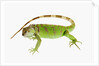 Green Iguana by Anonymous