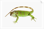 Green Iguana by Anonymous